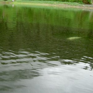 seal feasting on fingerlings fords terror inlet