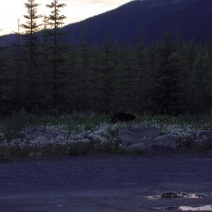Media 'bear where we turned in for night on cassier hwy' in album 'black bear cub rolling rocks'