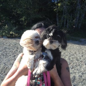Media 'New boating buddies' in album 'Cowichan Lake'