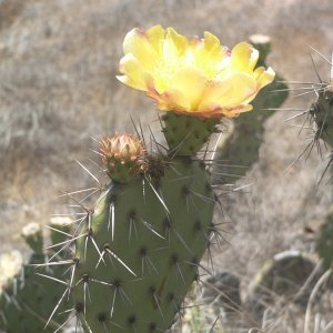 Plenty of cactuses on the island