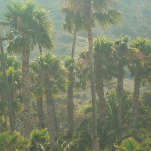 Palm trees by Isthmus Cove