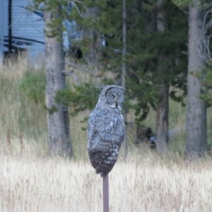Photo by Kevin.  Great Grey owl.  Between the Marina & Campground we have seen a single great grey owl for more than 10 years.  This year there was a family of them.