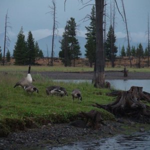 Guardian goose at Eagle Bay