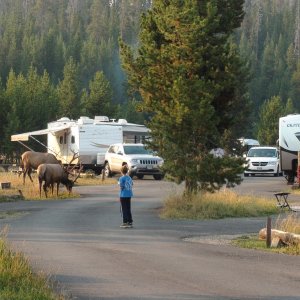 Elk in the campground