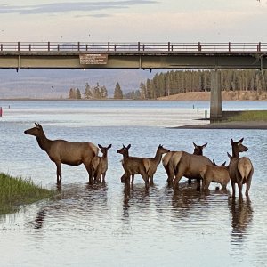 Media 'Photo taken from Bridge Bay Marina dock walkway' in album 'June 3rd, our 53 Wedding Anniversary & on our way to put the boat n Yellowstone Lake for the season.  Stopped here at Shieffeld Forest Service campground on the border of the south entrance of Yellowstone National Park for the night'
