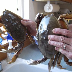 First dungeness crabs on 'Au Kai.