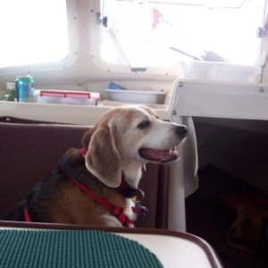 Rufus Sets Sail for the Gathering