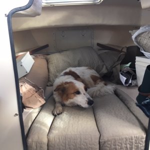 Jack is NOT a sea dog !