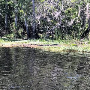 Plenty of Gators on the Rivers.  This one on the Hontoon Dead River.