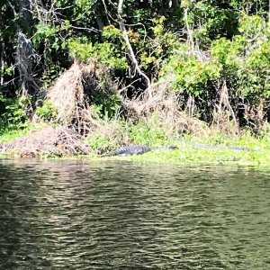 Hontoon Dead River Gators.  BTW, we are now after the official gathering, and a flotilla of 10 following C-Otter.