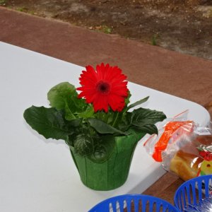 red flower