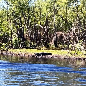 Alligator