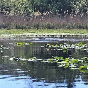Manatees in Butchers Bend