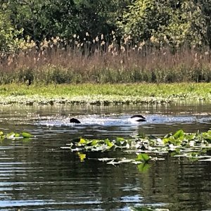 Manatees in Butchers Bend