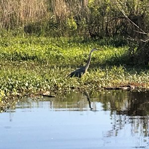 Blue Heron
