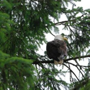Eagle?s Roost Park, Petersburg