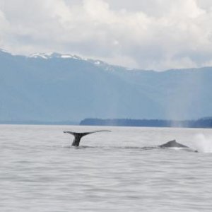 Humpback Whales, North Kupreanof Island