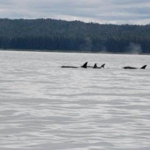 Orca Whales, North Kupreanof Island