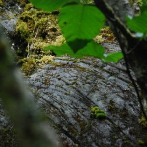 If you look really close, you can see 1906 carved here. This is where the face of the Mendenhall Glacier was in 1906. We did some real sluething on the advice of a local to find it.