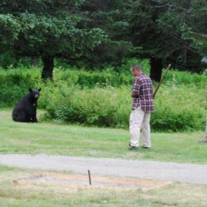 Taku Lodge staff preventing the bear from getting to close to tourists