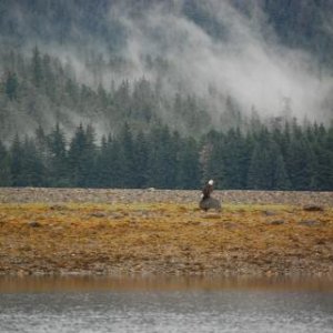 Eagles and Grizzly bears waiting for the incoming tide and the salmon to run in Hawk Inlet, Admirality Island.
