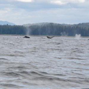 Media 'Humpback whales getting ready to dive.' in album 'Seven Sisters Mountain Range, British Columbia'
