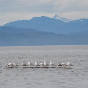 Media 'The seagulls did a good job of showing us where the logs were.' in album 'Seven Sisters Mountain Range, British Columbia'