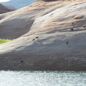 Ravens causing a ruckus.
