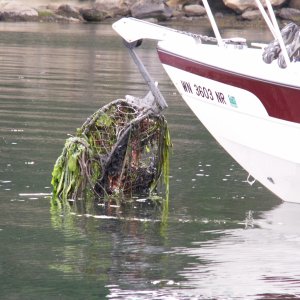 Daydream Snags an Old Crabpot at Shallow Bay 6-10-07