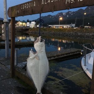 Media 'another biggun!' in album 'Big But, 11 June 2016, Prince William Sound'