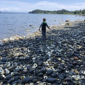 Geoduck shells Fort Rupert