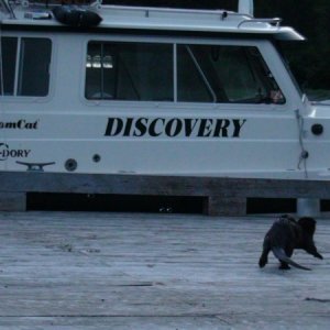 mink forest service dock Port Fredrick