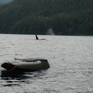 orca near Pelican