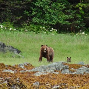 moma bear & one of three cubs sister lake