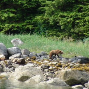 small bear Ell Cove anchorage