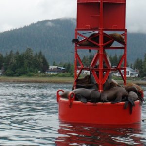 No problem for these fellows to get in the cockpit of boat