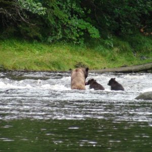giving fish to cub.  Pleasant Bay Admiralty Island,