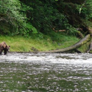 Watched & heard these bears in a tremendous battle