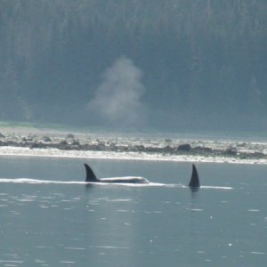 These Orca surfaced while we were anchoring at the entrance to the Dundas  River, where I went up the river in the Mokai