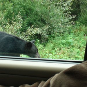 Cassiar highway bear on the way back south