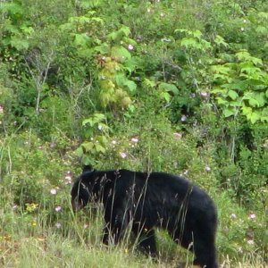 Black Bear Nichols Point