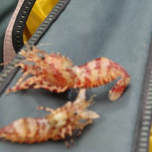 Strange Prawns