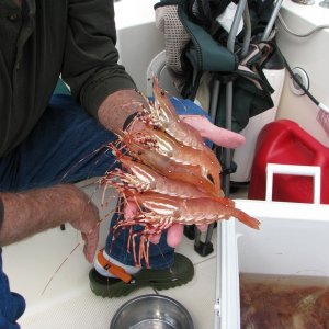 some of todays catch