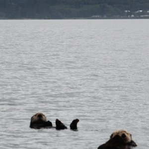 otters