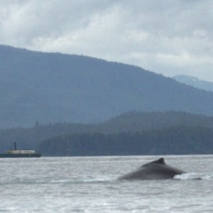 whale and barge