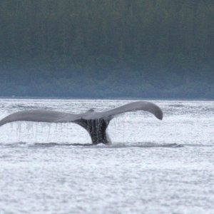 whale tale 1