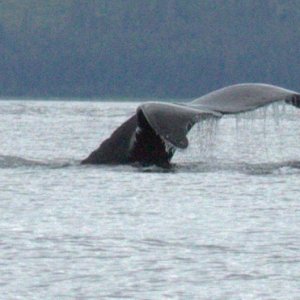 whale tale 2