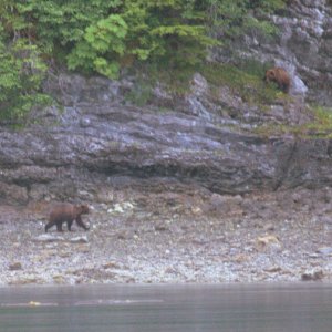 bears