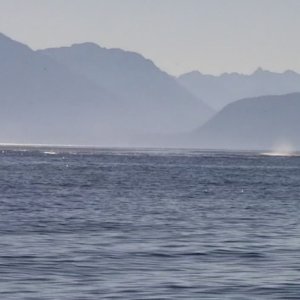Whale Breach Chatham Strait