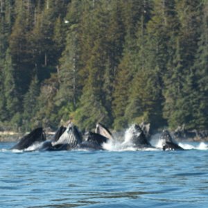 whales bubble feeding2